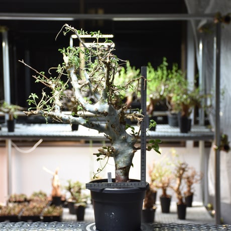 Commiphora holtziana コミフォラ ホルトジアナ 発根済現地株 #4