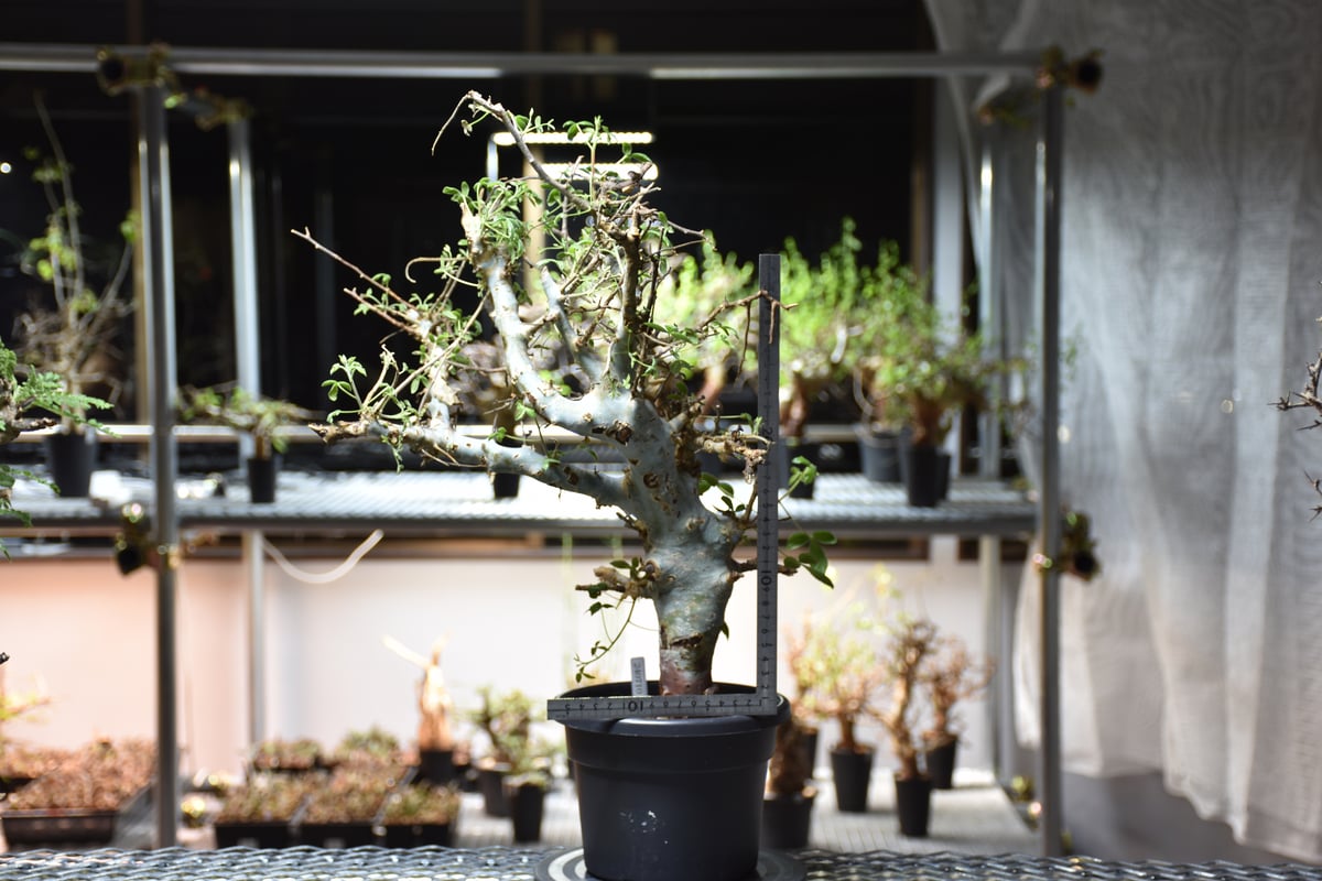 Commiphora holtziana コミフォラ ホルトジアナ 発根済現地株 #4 | B...