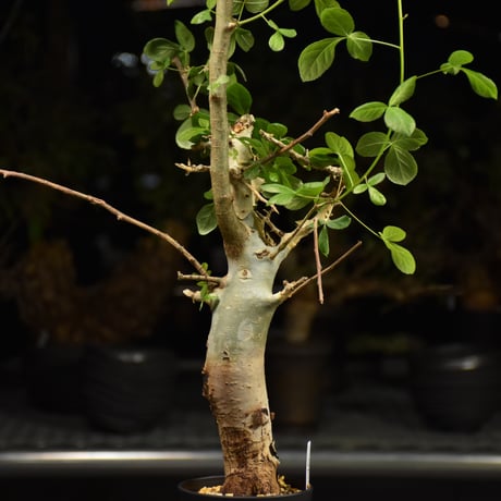 Commiphora holtziana コミフォラ ホルトジアナ 発根済現地株 H25
