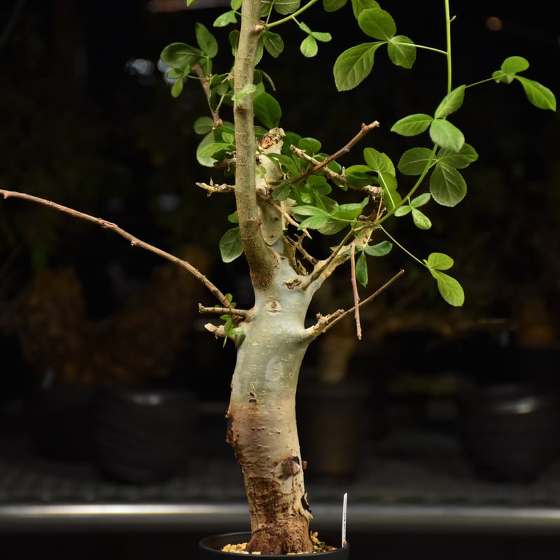 Commiphora holtziana コミフォラ ホルトジアナ 発根済現地株 H25 | 