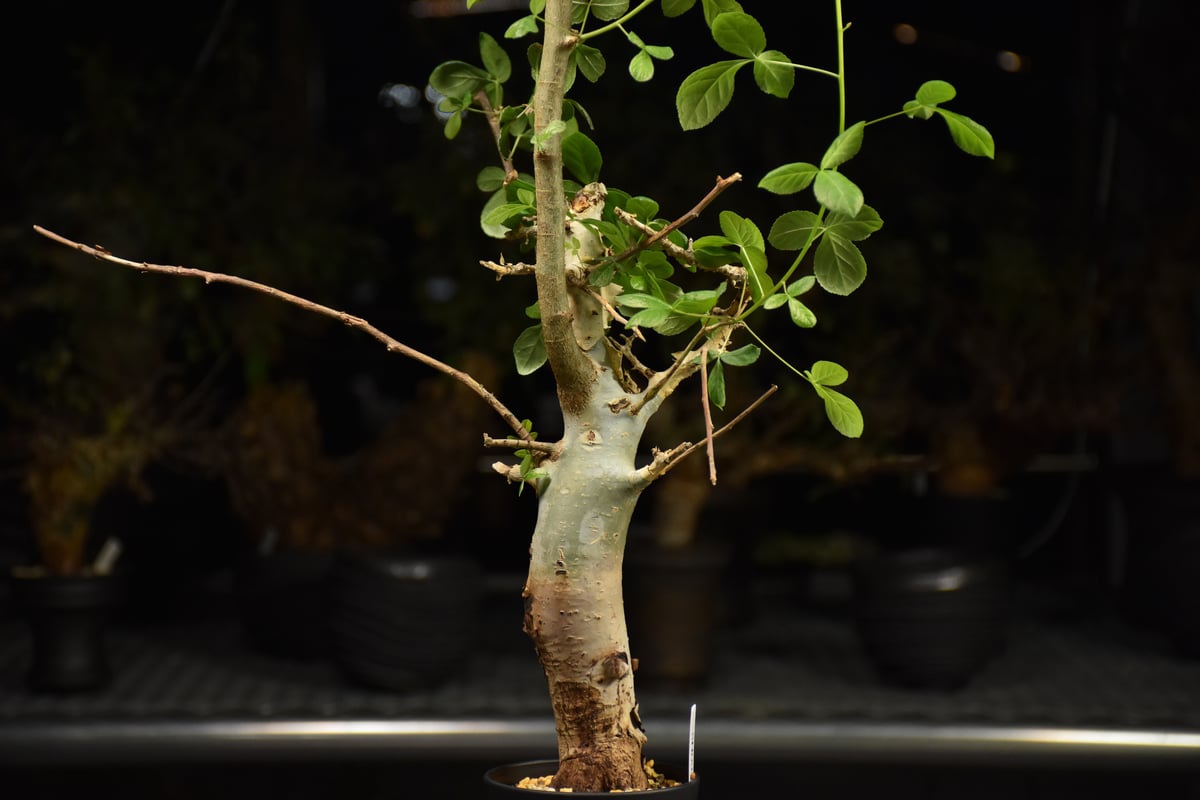 Commiphora holtziana コミフォラ ホルトジアナ 発根済現地株 H25 |