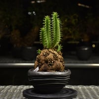 Euphorbia mlanjeana ユーフォルビア ムランジーナ 発根済現地株 I44 |