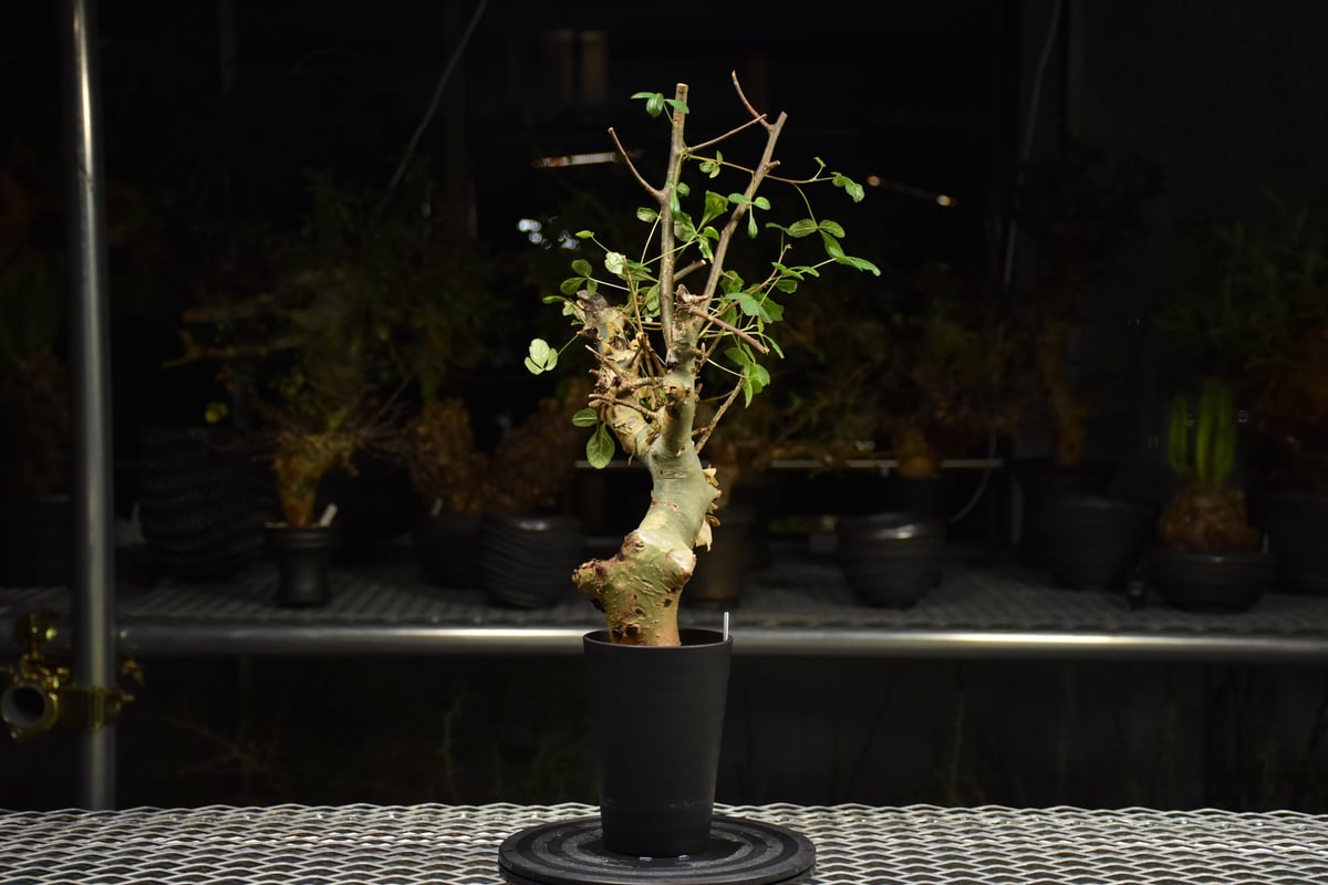 Commiphora holtziana コミフォラ ホルトジアナ 発根済現地株 H29 |