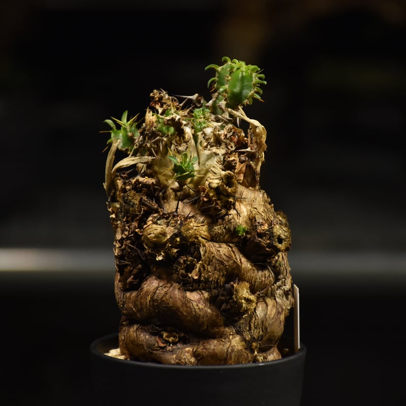 Euphorbia mlanjeana ユーフォルビア ムランジーナ 発根済現地株 I36 |