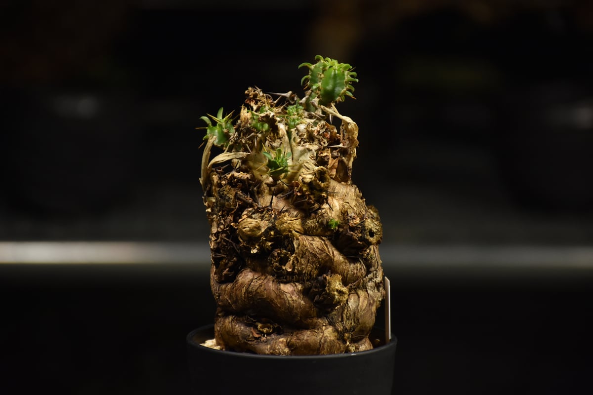 Euphorbia mlanjeana ユーフォルビア ムランジーナ 発根済現地株 I36 |