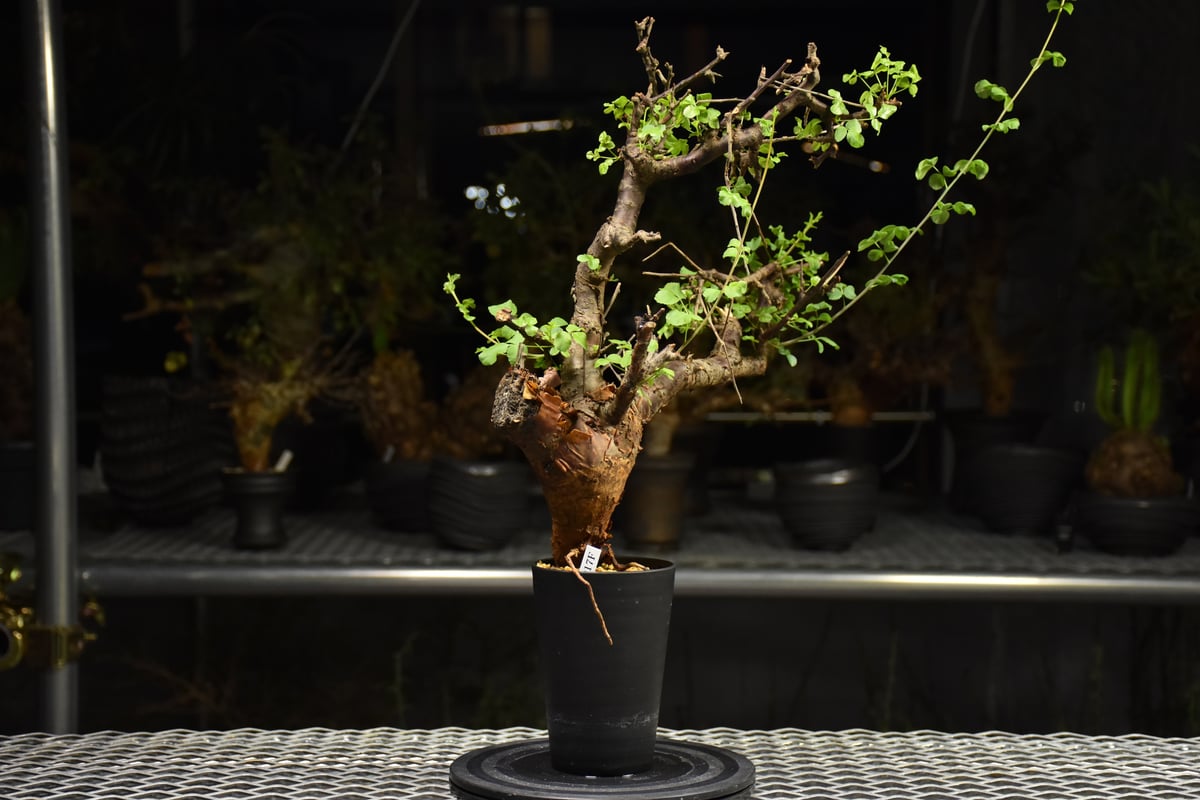 Commiphora Boranensis コミフォラ ボラネンシス 発根済現地株 F26 |