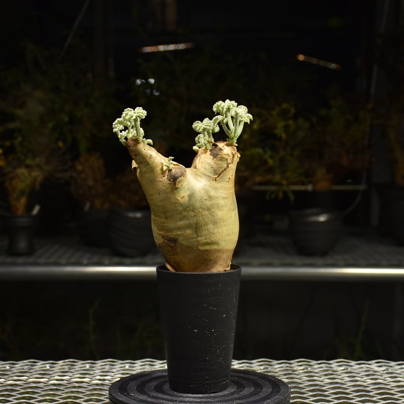 美株‼️キフォステンマ ウター マクロプス Cyphostemma uter var. macropus キフォステンマ ウター マクロプ