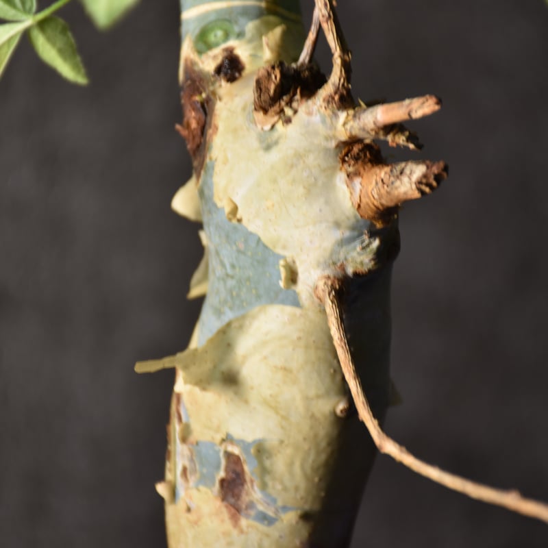 コミフォラ　ホルトジアナ Commiphora holtziana コミフォラ ホルトジアナ 発根済現地株 #8 | B