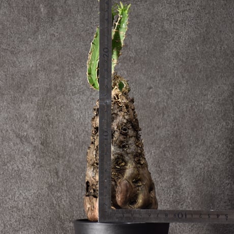 Euphorbia mlanjeana　ユーフォルビア ムランジーナ 発根済現地株 #7