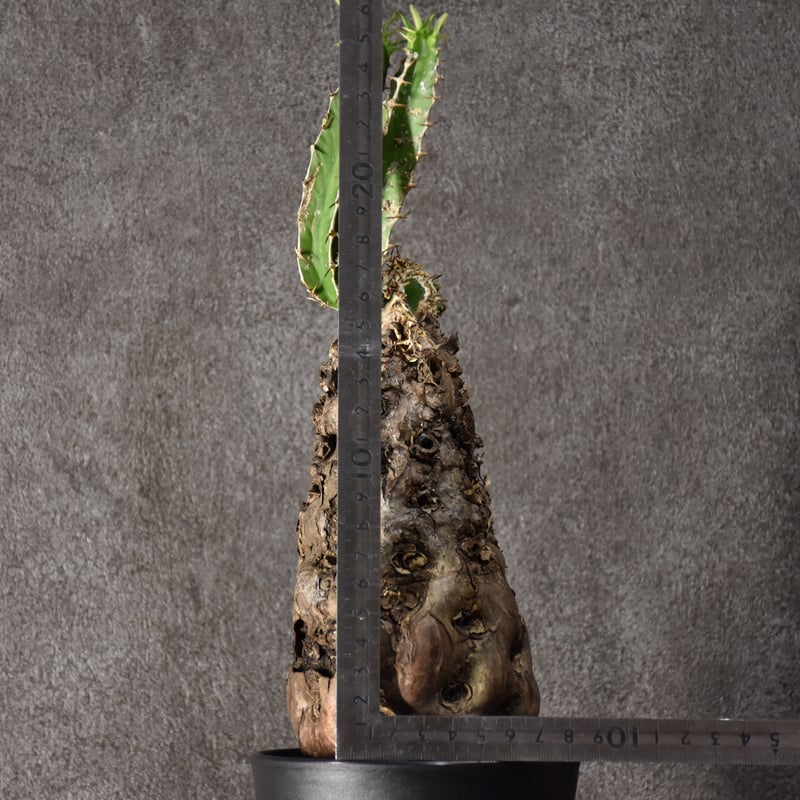 Euphorbia mlanjeana ユーフォルビア ムランジーナ 発根済現地株 Euphorbia mlanjeana ユーフォルビア ムランジーナ 発根済現地株