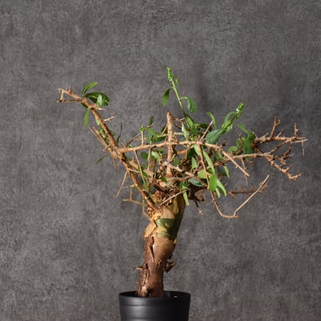 Commiphora habessinica コミフォラ ハベシニカ 発根済現地株 #6
