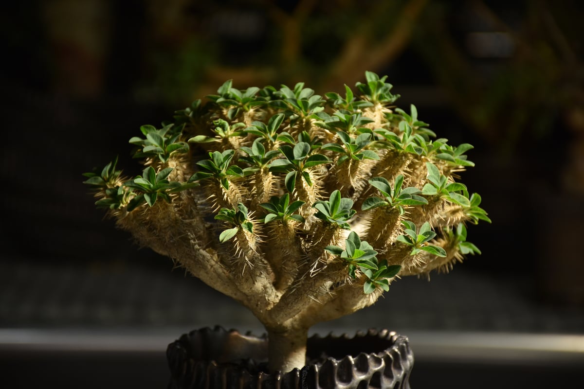 Euphorbia Guirauminiana ユーフォルビア ギラウミニアナ 発根済現地株