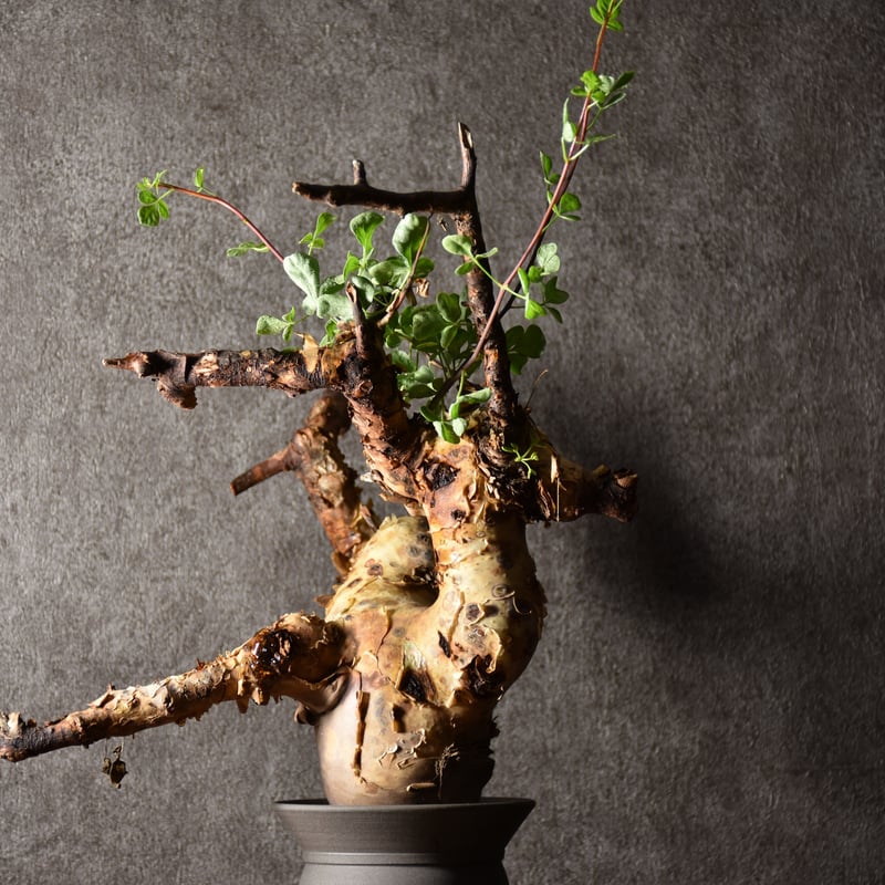 Commiphora kataf pure コミフォラ ピュアカタフ 発根済現地株 1 Commiphora kataf pure コミフォラ ピュアカタフ 発根済現地株 1