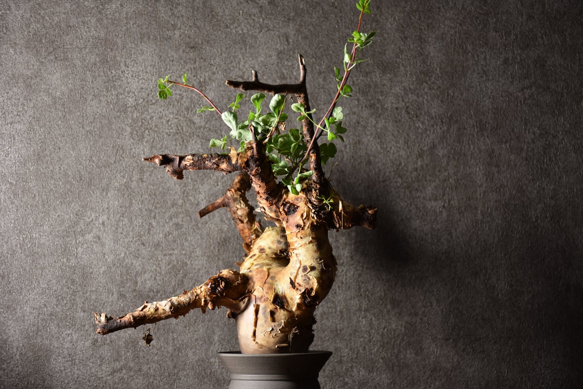 Commiphora kataf pure コミフォラ ピュアカタフ 発根済現地株 1 Commiphora kataf pure コミフォラ ピュアカタフ 発根済現地株 1