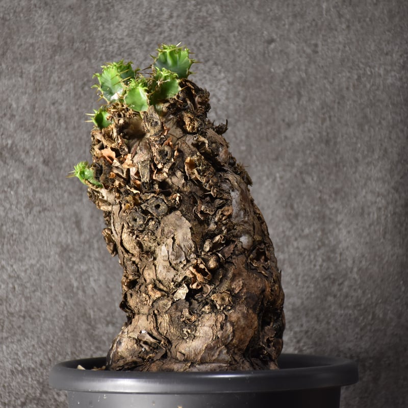 Euphorbia mlanjeana ユーフォルビア ムランジーナ 発根済現地株 #9 |