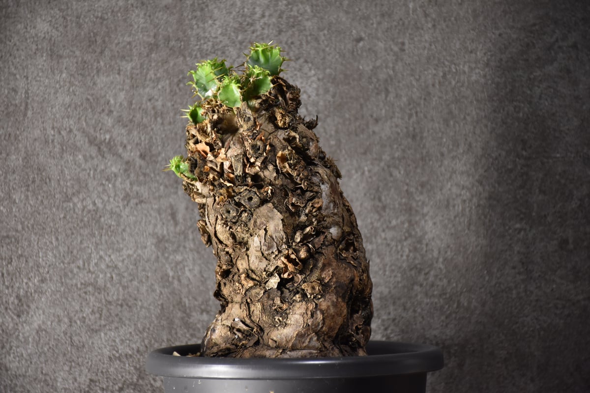 Euphorbia mlanjeana ユーフォルビア ムランジーナ 発根済現地株 Euphorbia mlanjeana ユーフォルビア ムランジーナ 発根済現地株
