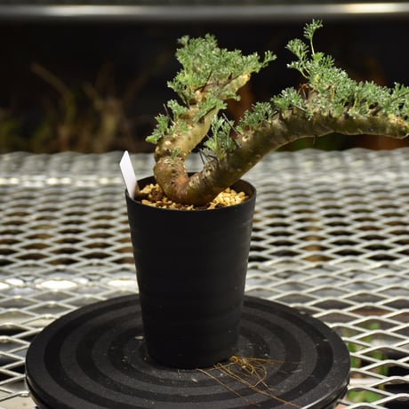Monsonia herrei　モンソニア ヘレー　発根済現地株 6Bb11