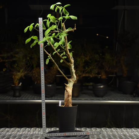 Commiphora holtziana コミフォラ ホルトジアナ 発根済現地株 H26