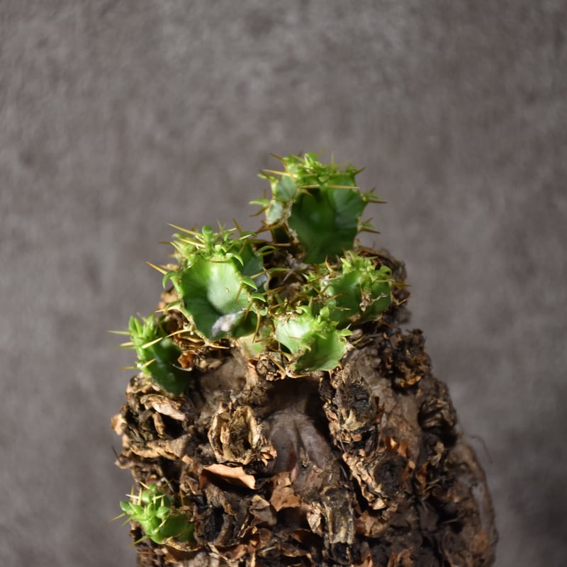 Euphorbia mlanjeana ユーフォルビア ムランジーナ 発根済現地株 #9 | ...