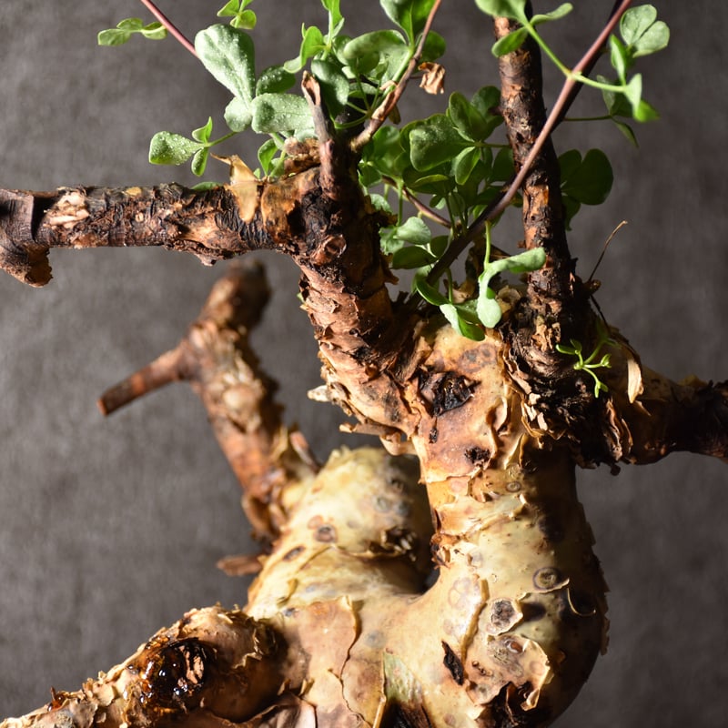 Commiphora kataf pure コミフォラ ピュアカタフ 発根済現地株 1 Commiphora kataf pure コミフォラ ピュアカタフ 発根済現地株 1