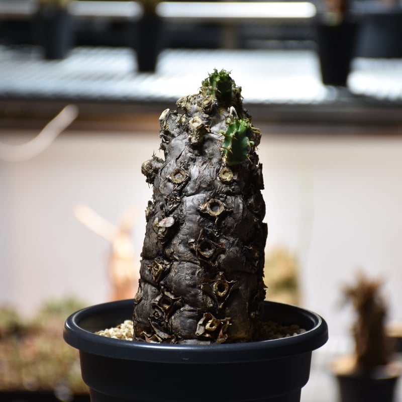 Euphorbia mlanjeana ユーフォルビア ムランジーナ 発根済現地株