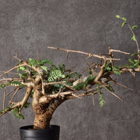 Boswellia neglecta　ボスウェリア ネグレクタ　発根済現地株　#8