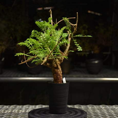 Boswellia neglecta　ボスウェリア ネグレクタ　発根済現地株　H10
