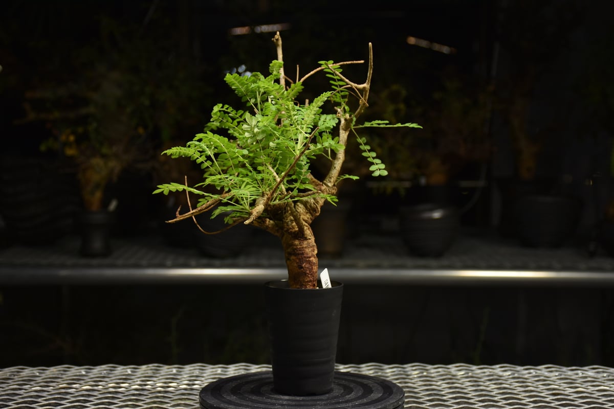 Boswellia neglecta ボスウェリア ネグレクタ 発根済現地株 H10 | BO