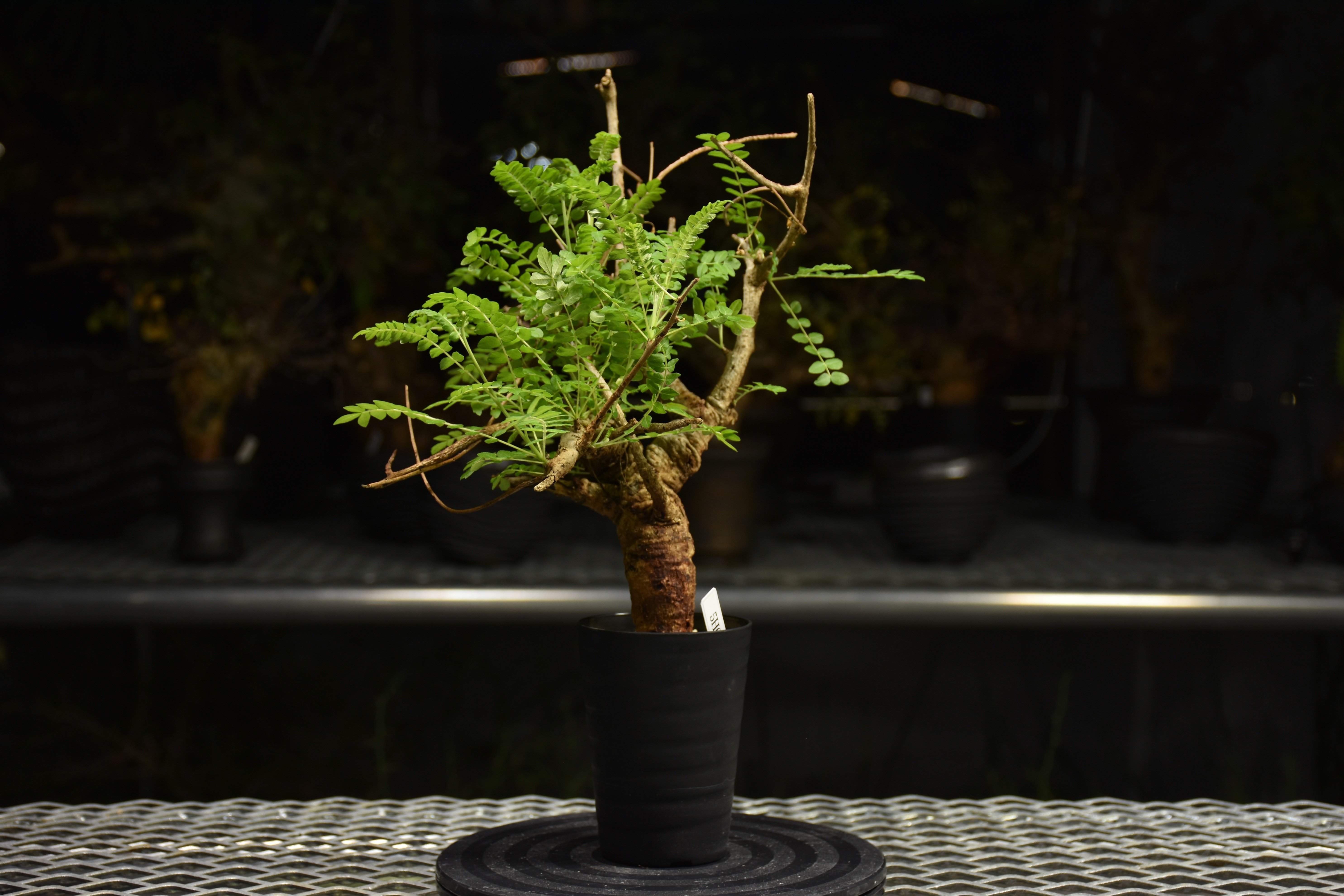 Boswellia neglecta ボスウェリア ネグレクタ 発根済現地株 H10 | BO