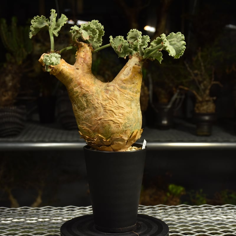 Cyphostemma uter var. macropus キフォステンマ ウター マクロプ