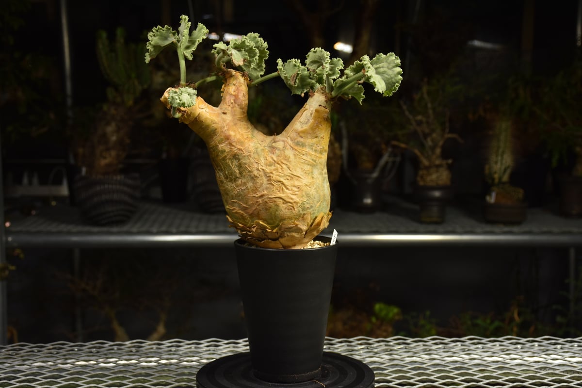 Cyphostemma uter var. macropus キフォステンマ ウター マクロプ