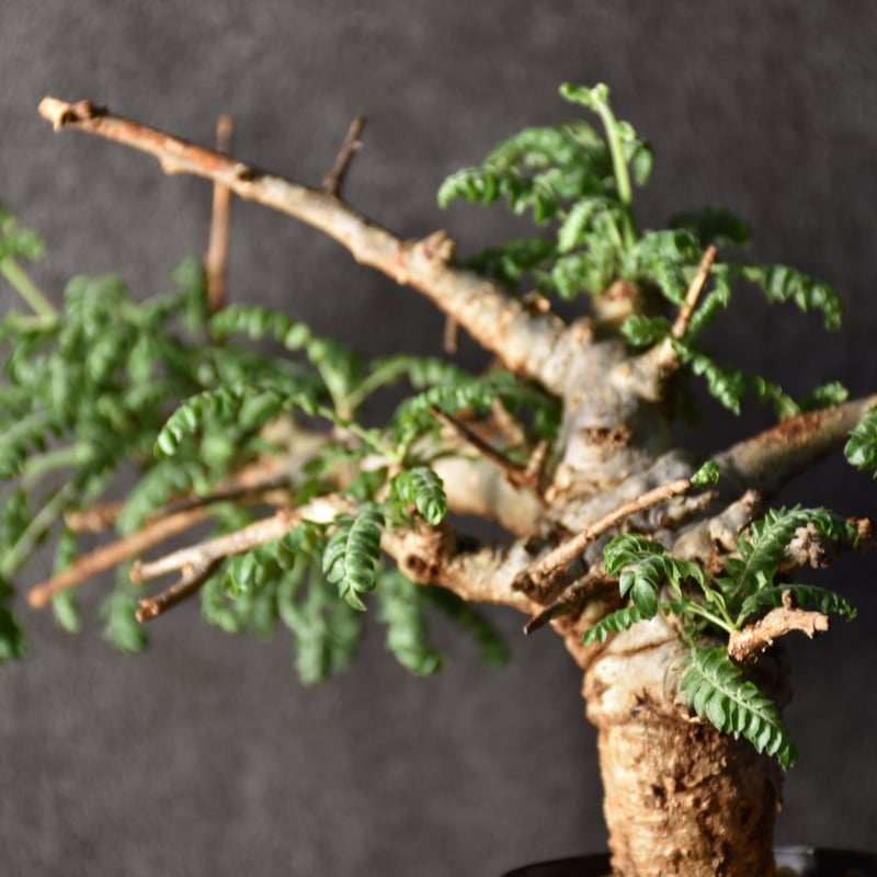Boswellia neglecta ボスウェリア ネグレクタ 発根済現地株 #1