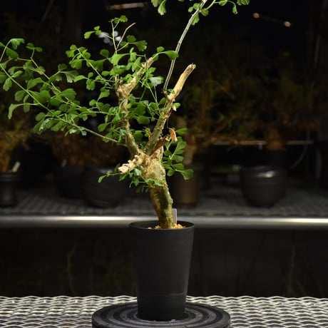 Commiphora campestris コミフォラ カンペストリス 発根済現地株 H1