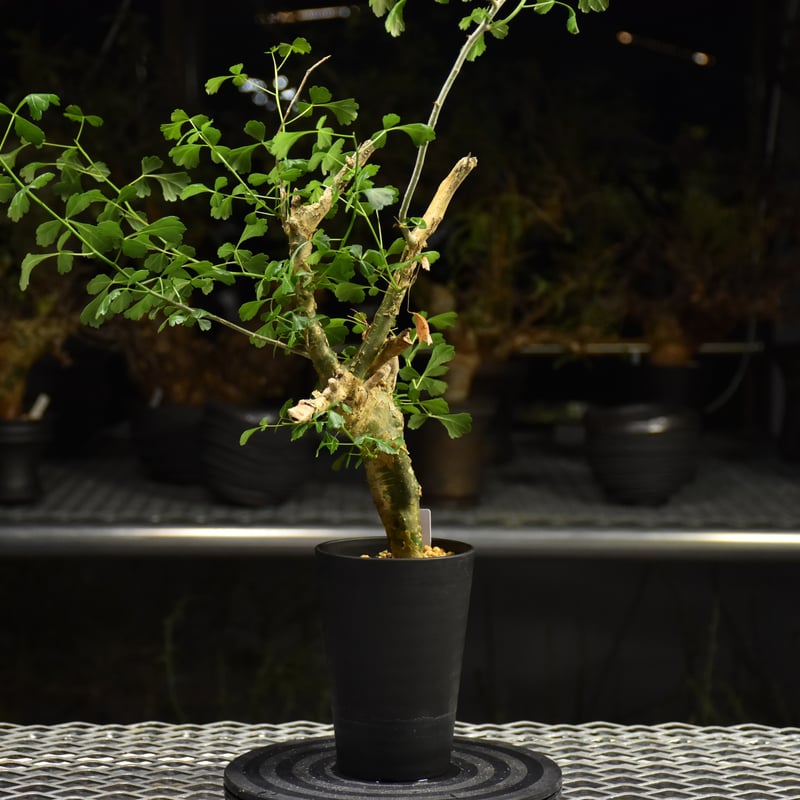n*o様 特大 コミフォラ カンペストリス Commiphora Campest n*o様 特大 コミフォラ カンペストリス Commiphora Campest Commiphora