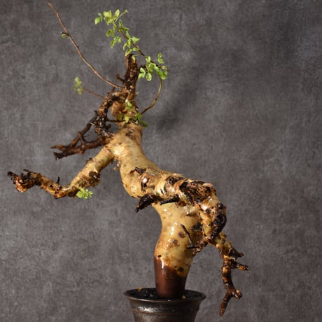 Commiphora kataf pure コミフォラ ピュアカタフ 発根済現地株 2 ソマリア産