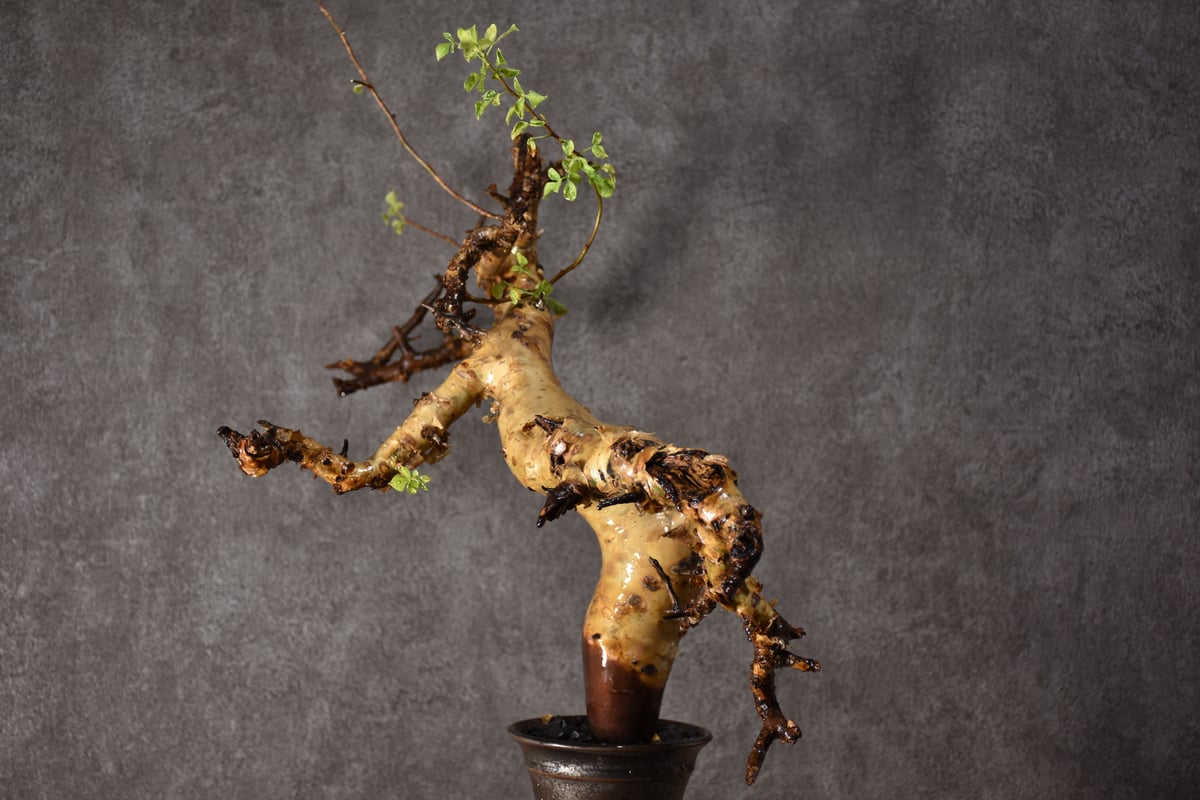 Commiphora kataf pure コミフォラ ピュアカタフ 発根済現地株 2 ソマリ