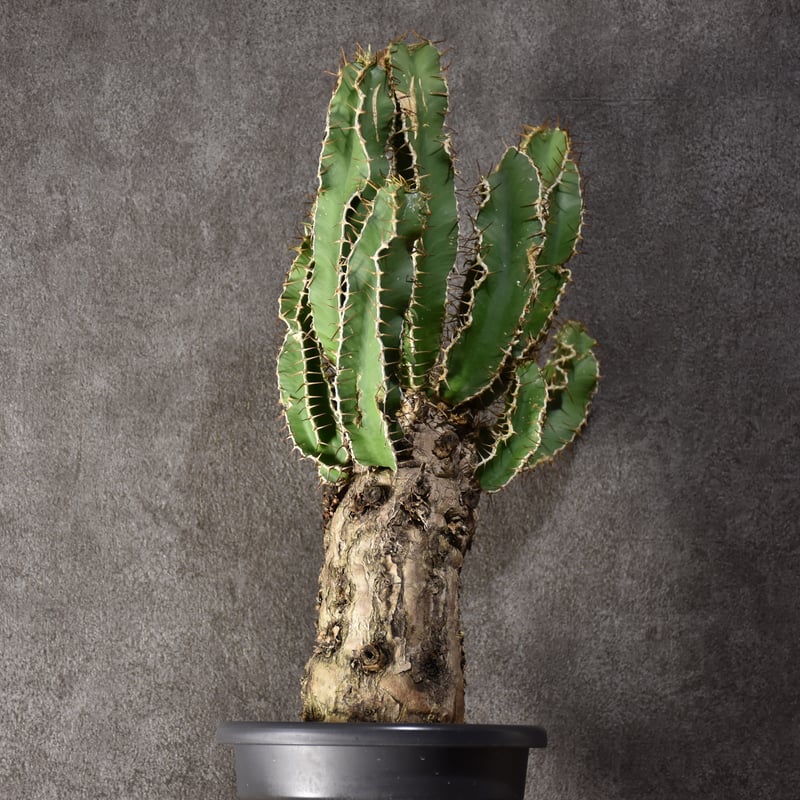 ムランジーナ　特大良形株 ユーフォルビア ムランジーナ | hanayoshi-botanical