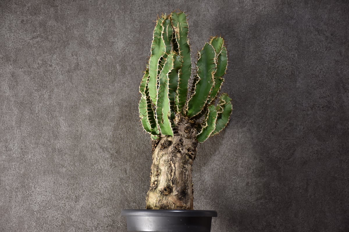 Euphorbia mlanjeana ユーフォルビア ムランジーナ 発根済現地株