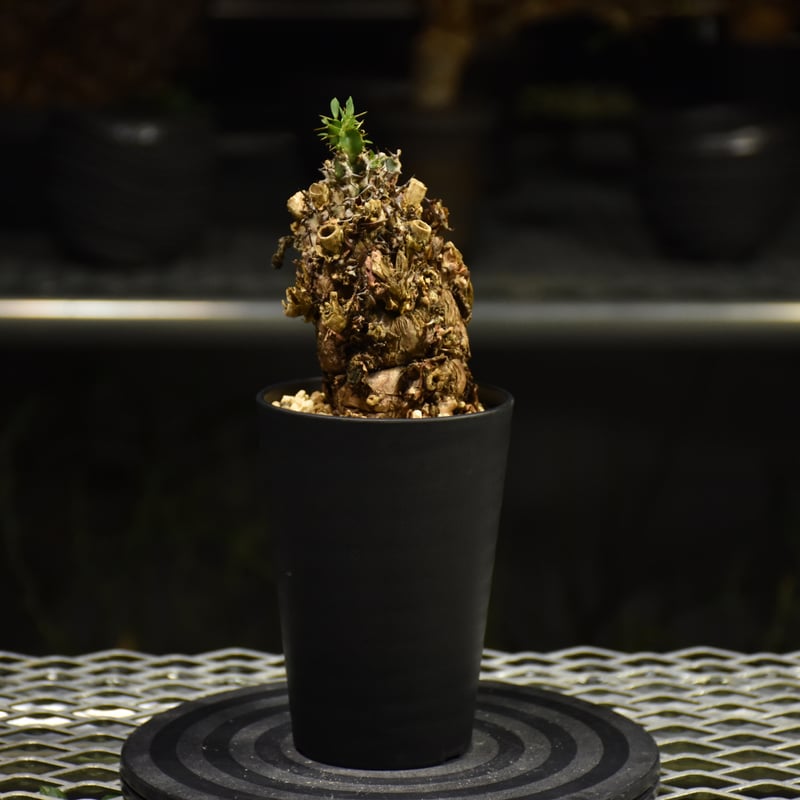 Euphorbia mlanjeana ユーフォルビア ムランジーナ 発根済現地株