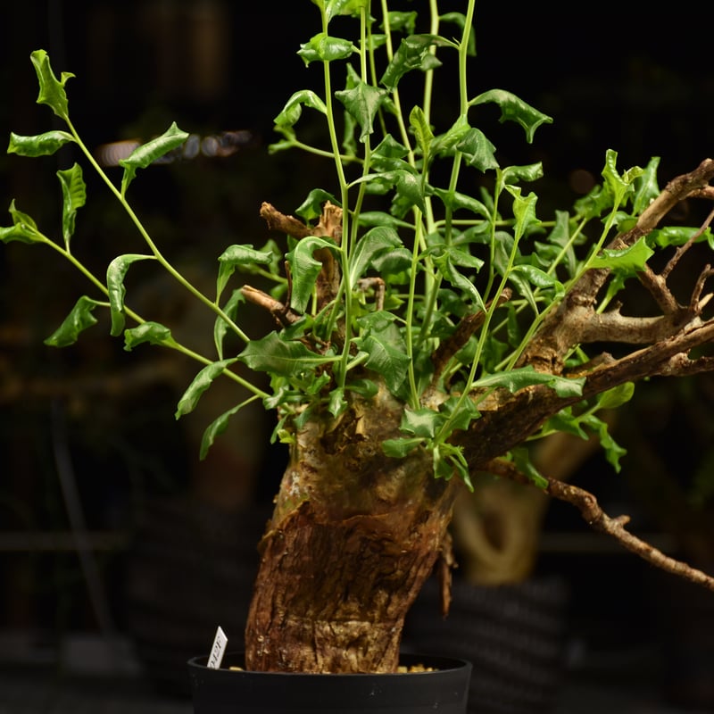 コミフォラゴウレロ　現地株 コミフォラゴウレロ 現地株