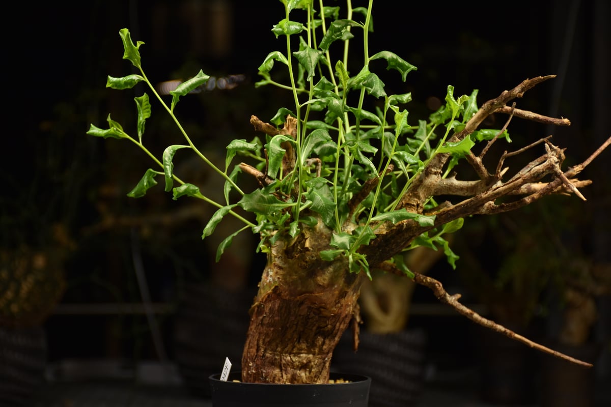 Commiphora glaucescens コミフォラ グラウケスケンス 発根済現地株 F3