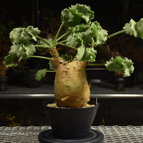 Cyphostemma uter var. macropus　キフォステンマ ウター マクロプス 発根済現地株 I24