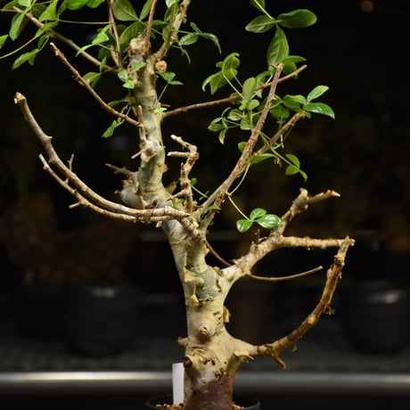 Commiphora holtziana コミフォラ ホルトジアナ 発根済現地株 H24