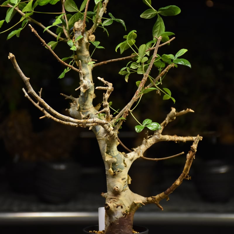 Commiphora holtziana コミフォラ ホルトジアナ 発根済現地株 H24 |