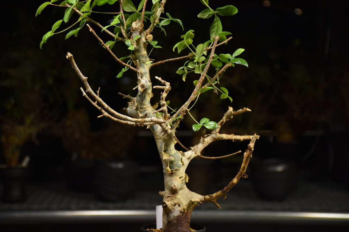 Commiphora holtziana コミフォラ ホルトジアナ 発根済現地株 H24 |