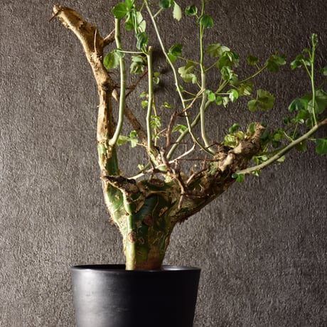Commiphora campestris var. campestris コミフォラ カンペストリス 発根済現地株 #2