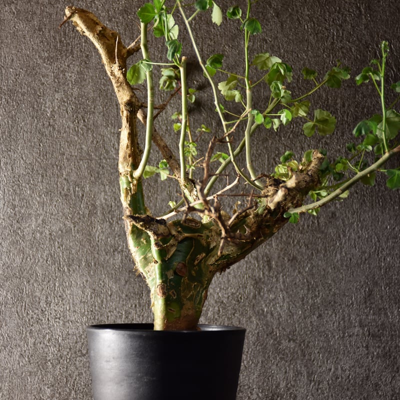 n*o様 特大 コミフォラ カンペストリス Commiphora Campest Commiphora campestris var. campestris コミフォラ カンペ