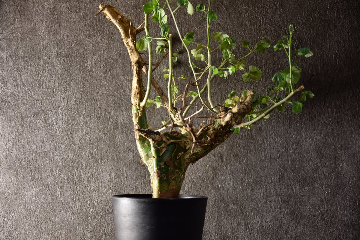 V*E様 特大 コミフォラ カンペストリス Commiphora Campest fit=scale-down,w=1200