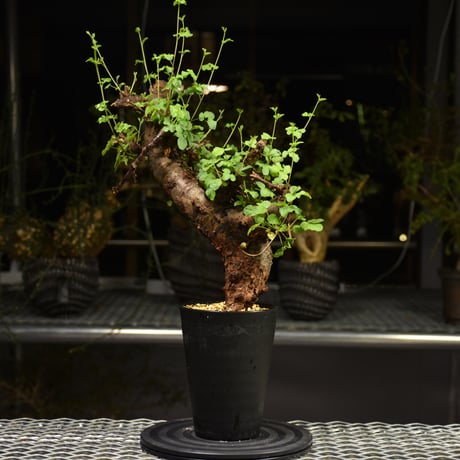 Commiphora Boranensis　コミフォラ ボラネンシス　発根済現地株　F20