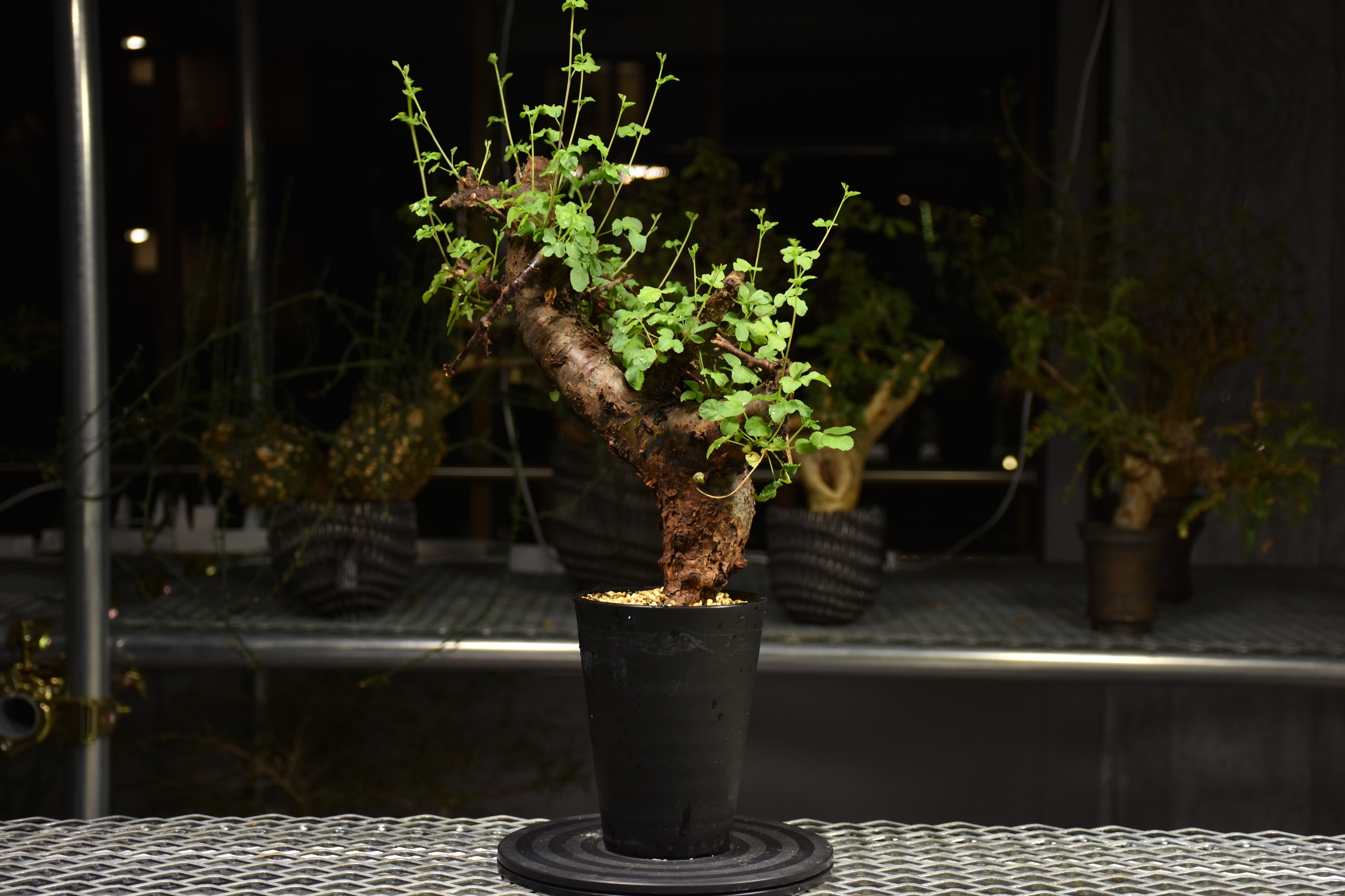 Commiphora Boranensis コミフォラ ボラネンシス 発根済現地株 F20 |
